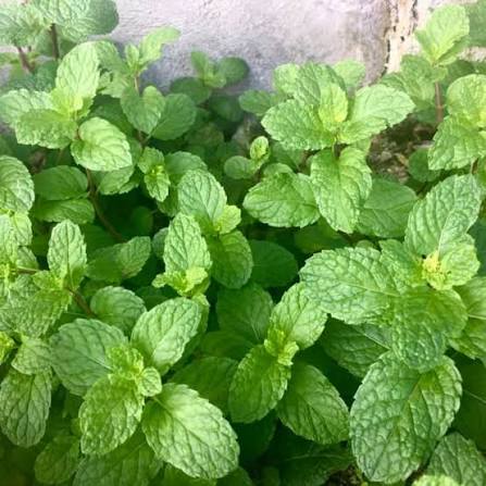فروشگاه اینترنتی سبزی نعناع خشک طبیعی